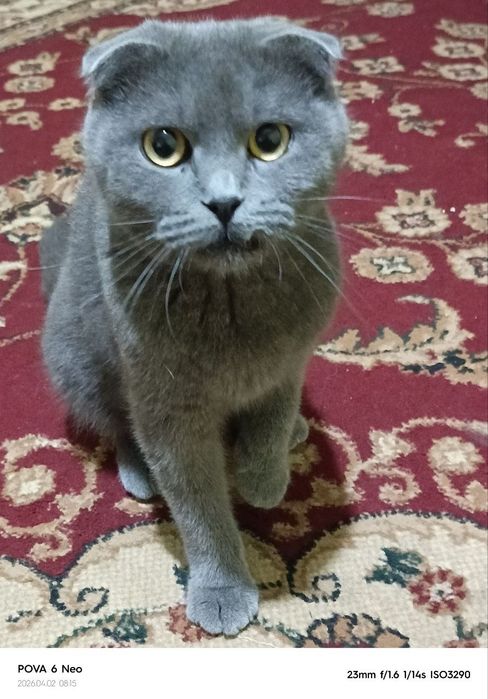 Mushuklar zotdor
