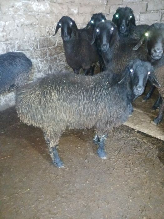 Qo'chqor va soliqlar sotiladi