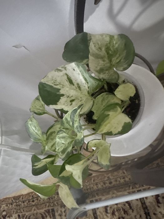 Уй гулдери срочно сатылады