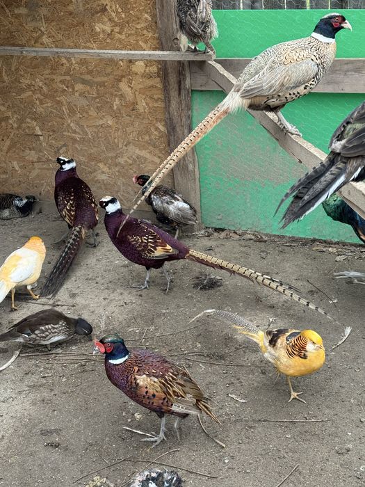 Perechi fazani comuni si tenebros