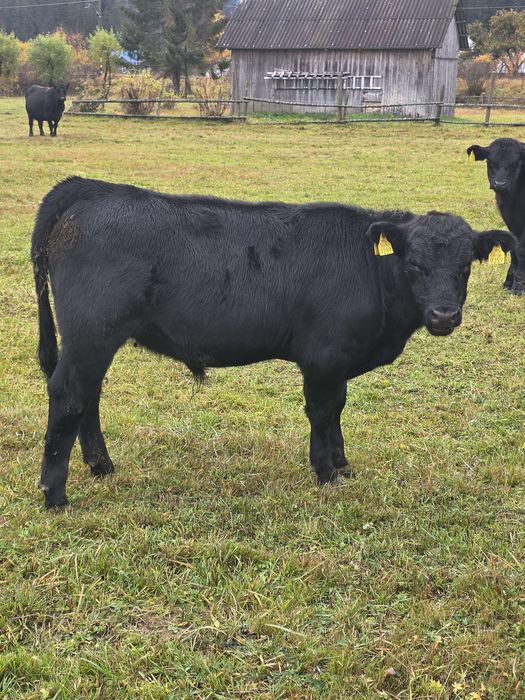 Vindem taurasi Aberdeen Angus