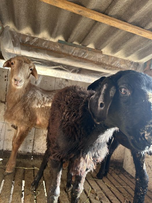 Кошкар бар аппеттитеры жаксы