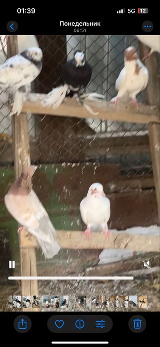 Кептерлер сатылады