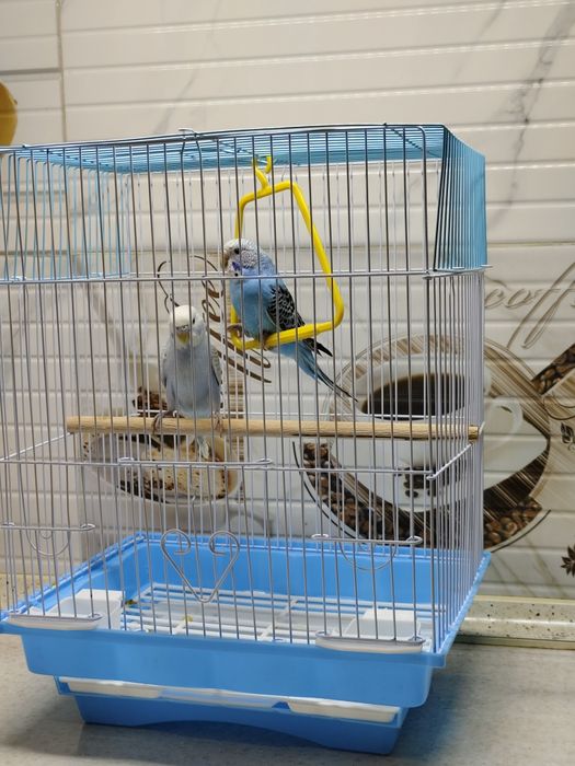 Попугай комплект с клеткой