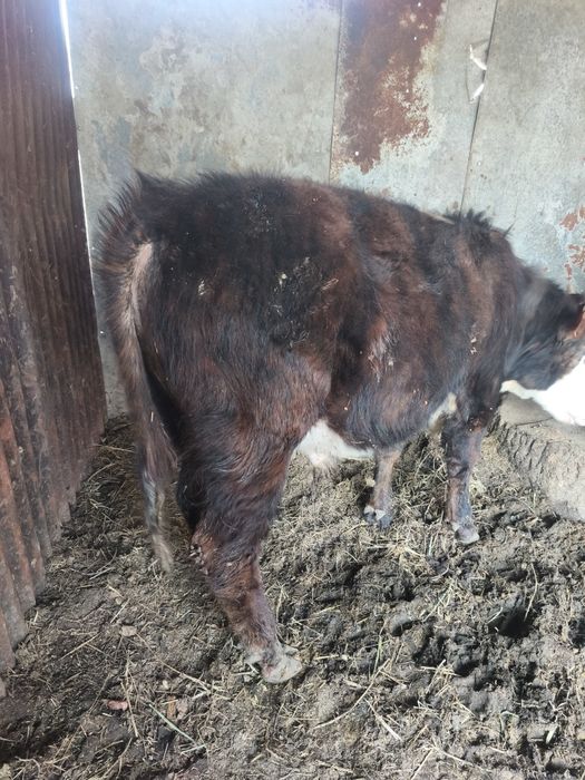 Продам бычков годовалых