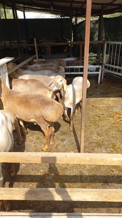 Киргигистон куйлари