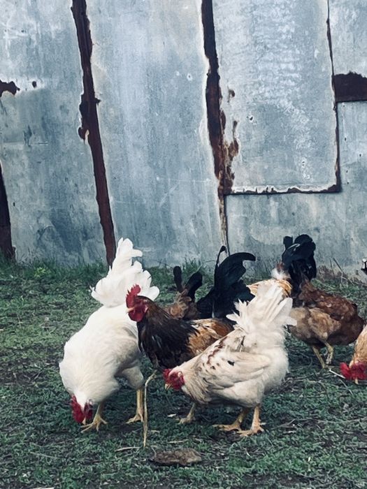 Продам петухы молодняки