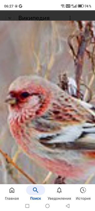 Продам птицу певчие