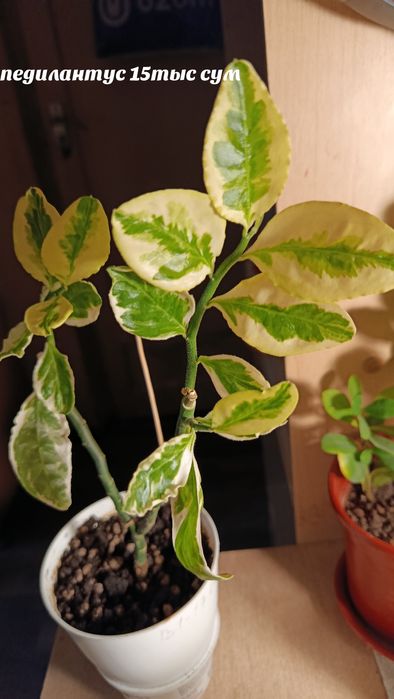 Комнатные растения