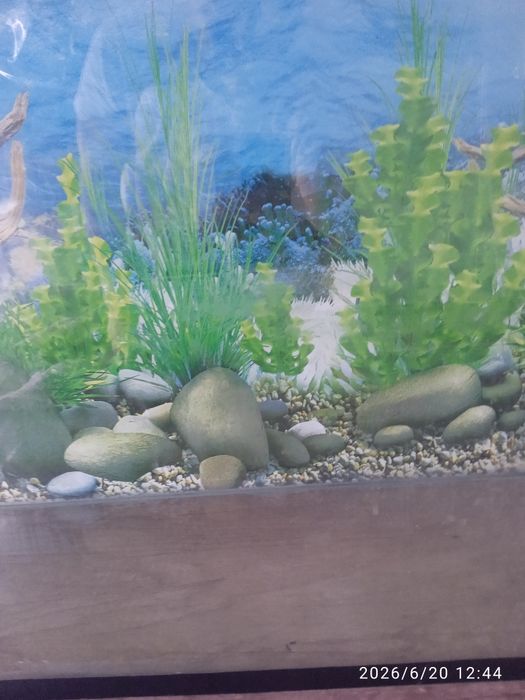 Akvarium va baliklar sotiladi