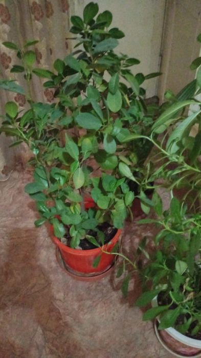 Продам цветок, растет 3 года.