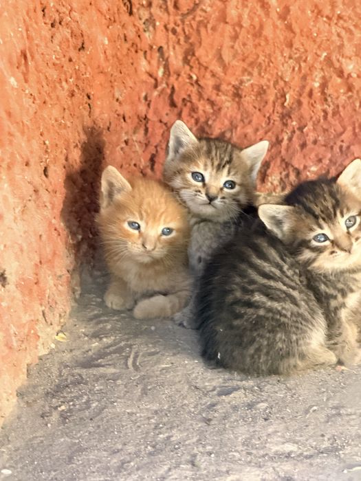 Котята в добрые руки