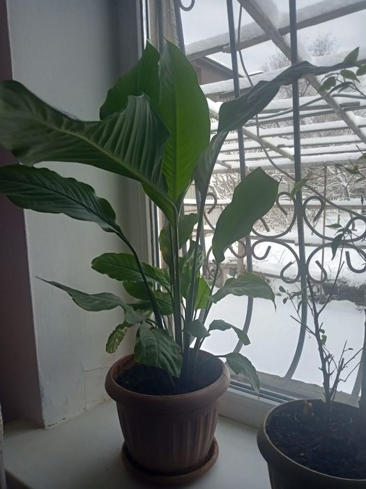 Продам домашние цветы