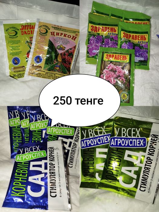 Каланхоэ цветущий, доллар и другие