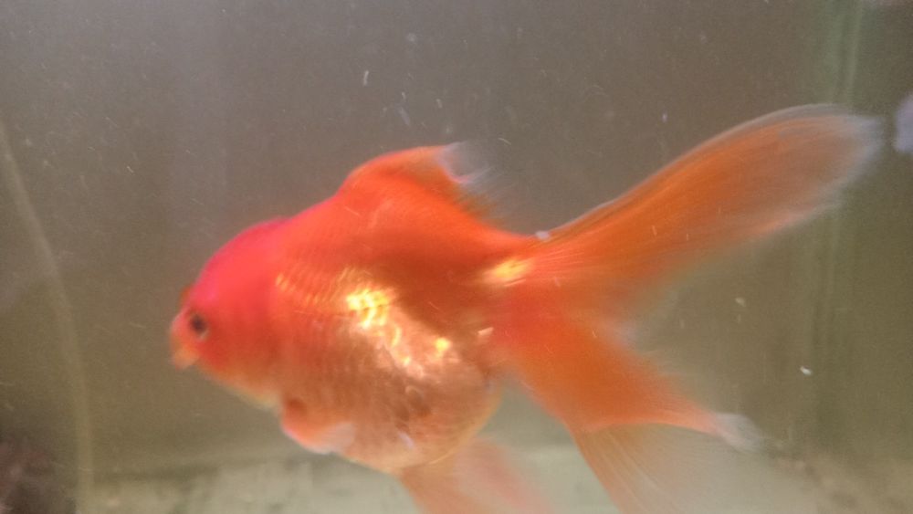 Золотые рыбки, оранды