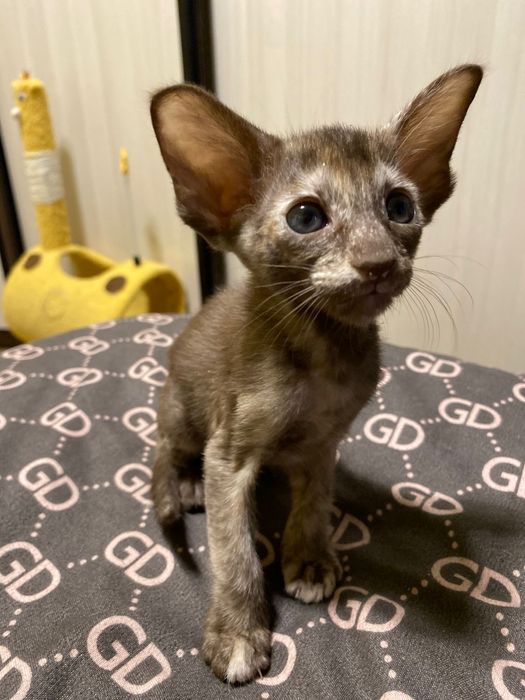 Котята ориентальной породы