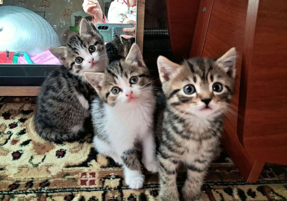 Котята мальчики и девочка