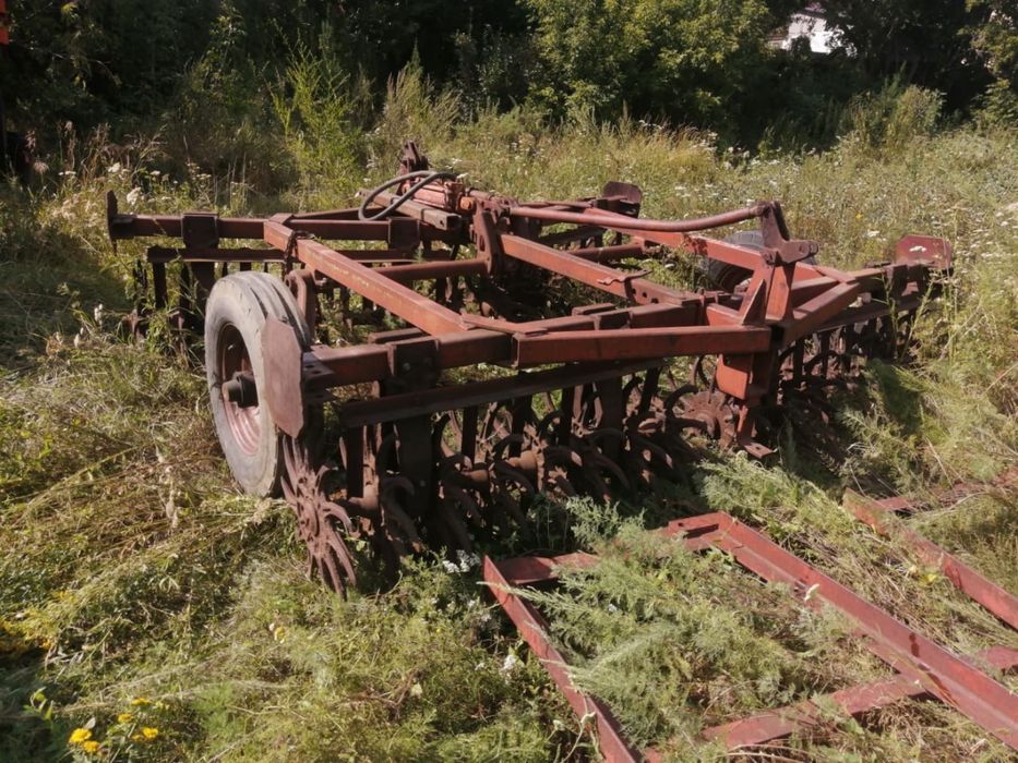 Баранная игольчатая