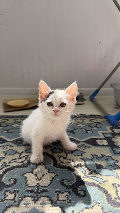 Котенок бесплатно