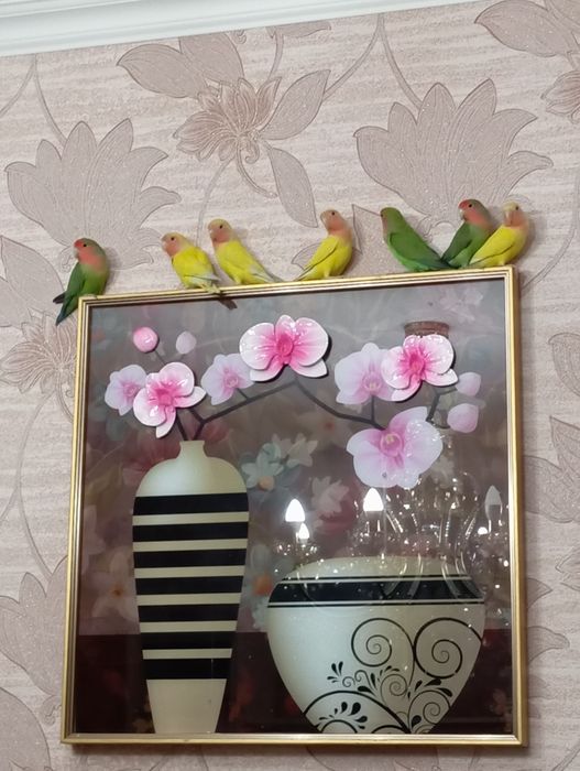 Ручные попугаи неразлучники