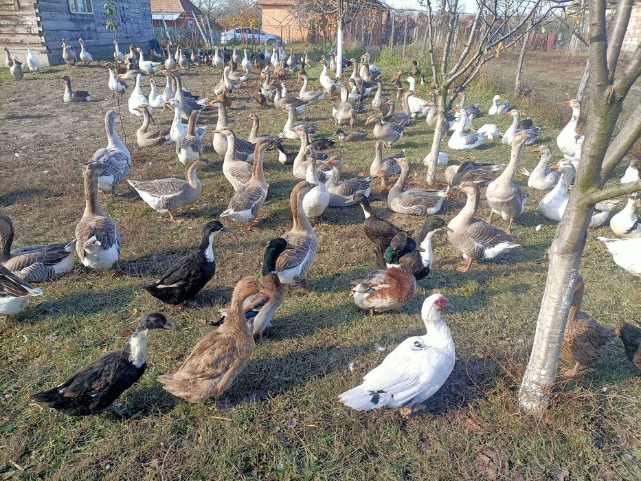 Gaste si Rate Frumoase