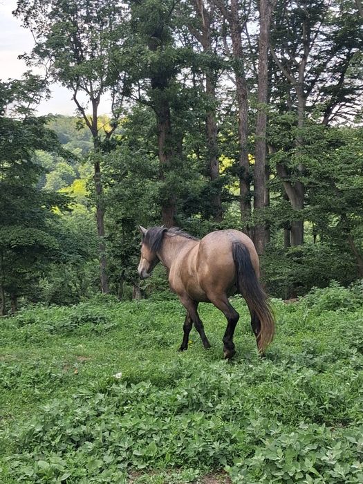 De vânzare un armăsar de 2 ani