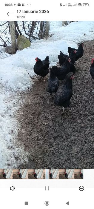 Australop de vanzare