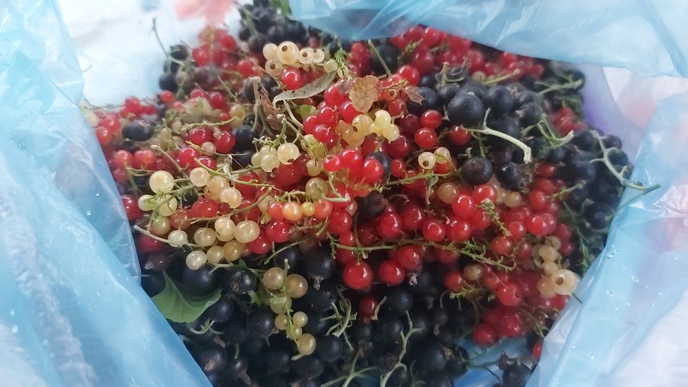 Смородина красная