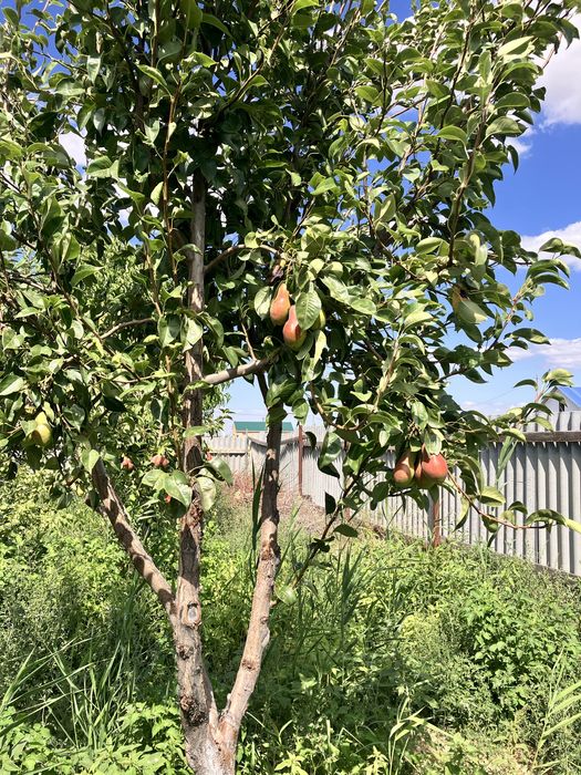 Земельный участок