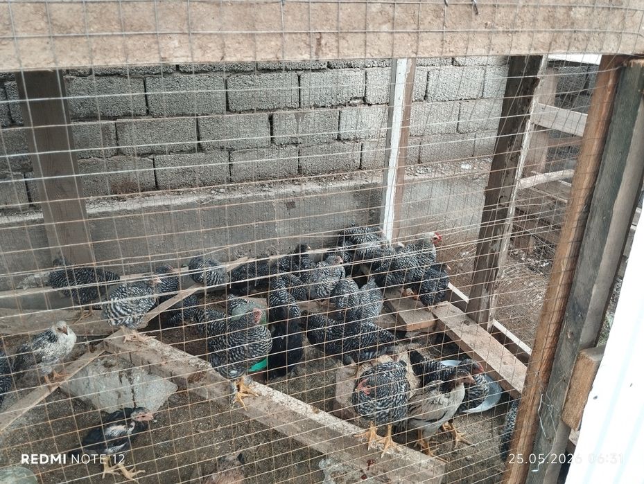 Амрокс шөжелер сатылады 2,5айлық
