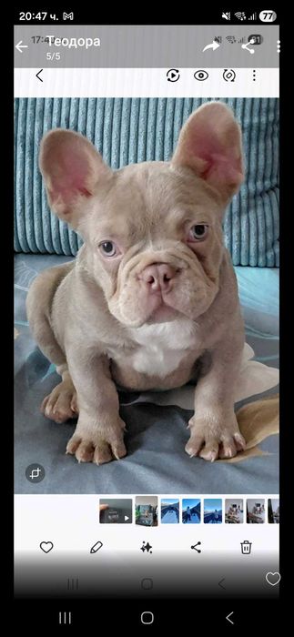Френски булдог на 2месеца