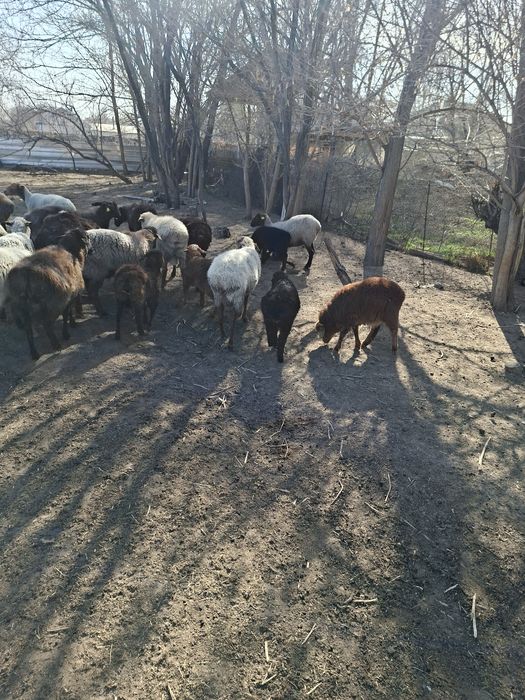 Овцы с ягнятами.