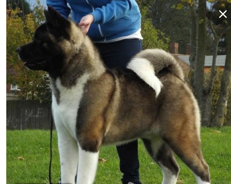 Американская акита