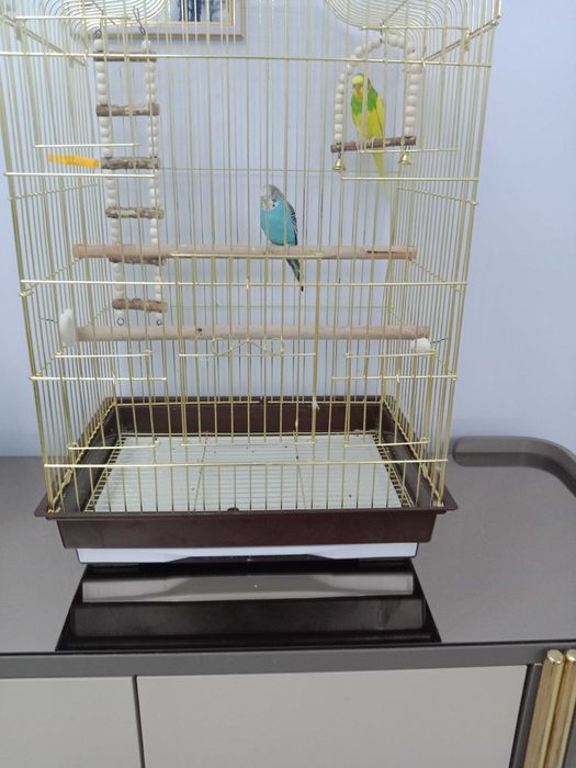 Попугаи очень красивая парочка