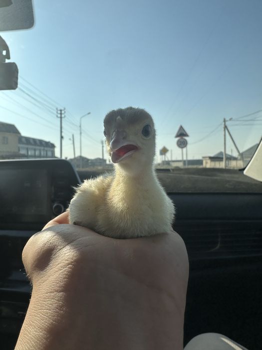 Продам индюшат (б\с) бронза утяж.