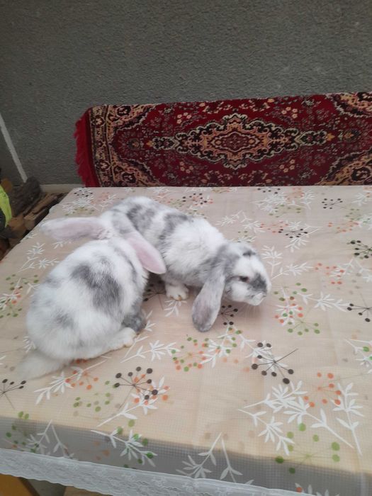 Iepurași de vânzare