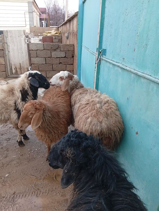 Срочно сатылады кой кошкар