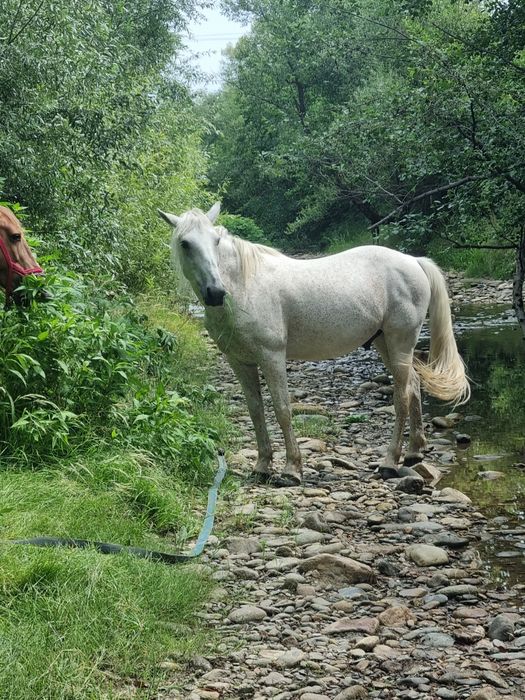 Vând cal în vârstă de 12 ani