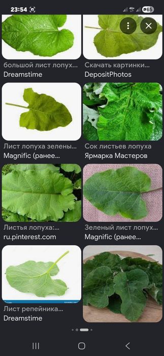 Продам натуральный сок лапуха