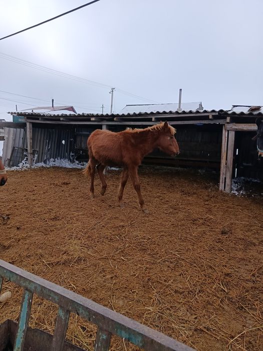 Продам кобылу с жеребенком