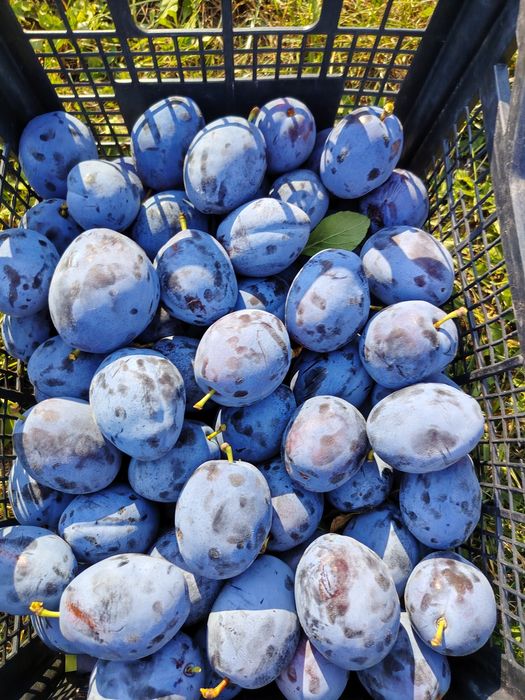 Prune, pere și mere angro