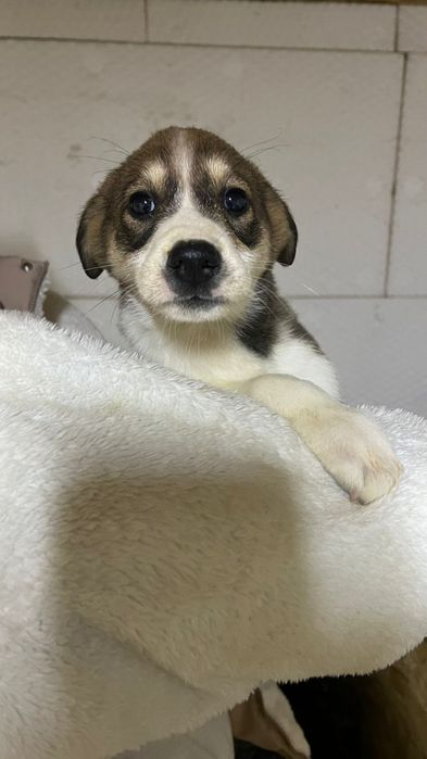 Щенята в добрые руки