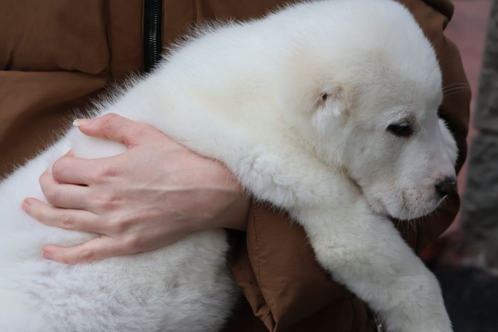 Питомник предлагает щенков Алабая