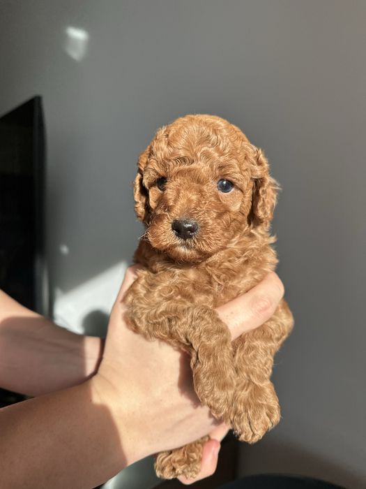 Той Пудел / мини той пудел / toy poodle