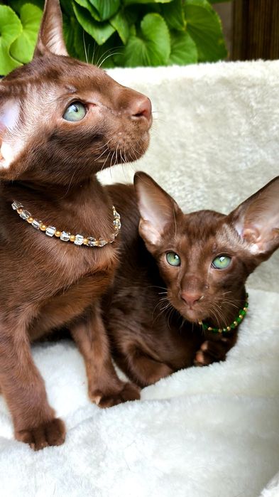 ORIENTAL kittens - ШОКОЛАД,  Коричневые