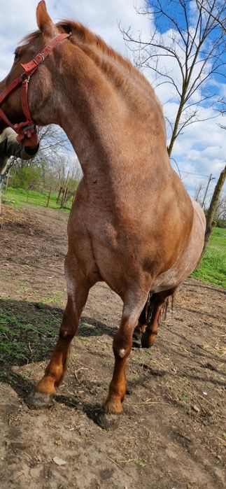 Vand iapa metis lipitan, mama semigreu-tatal linie Napoletano