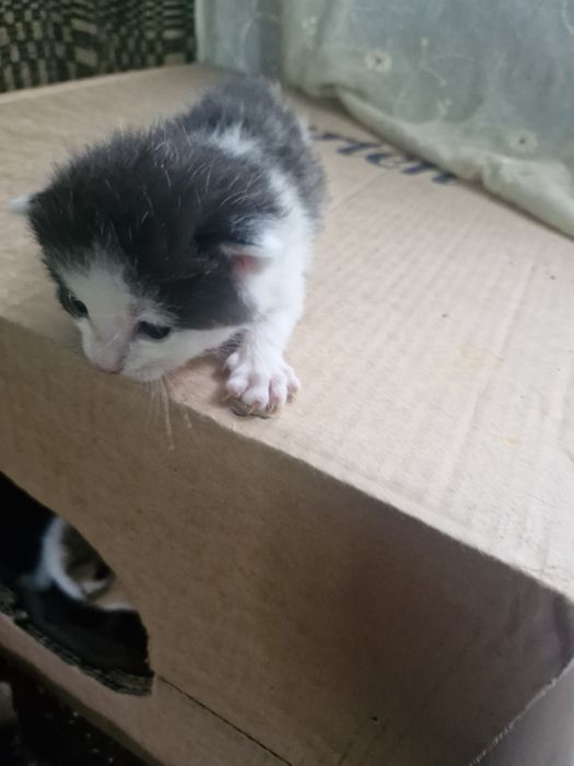 donez  pisici blânde, sterilizate și bine îngrijite