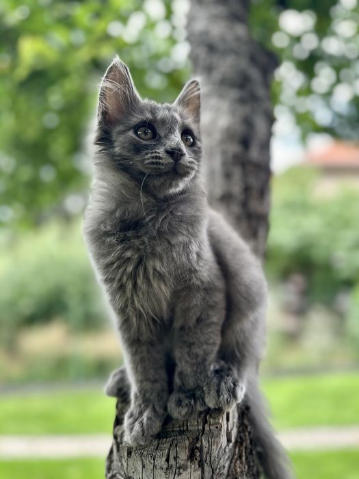 Maine coon Мейн Кун
