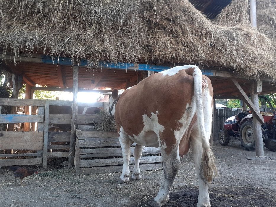 Vând vaca bălțată romaneasca