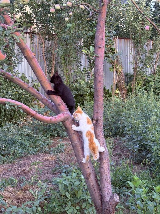 В добрые руки котята